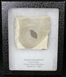 Fossil Ocotea coloradensis Leaf - Green River Formation #20214-1